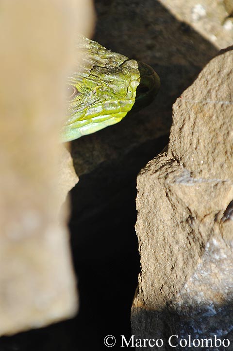 Lucertola ocellata (Timon lepidus) in Liguria